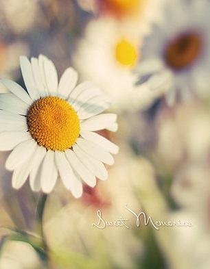 ������ UFO 10x15x200 PP-46200 Daisy2 